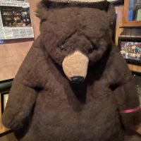Pro Shop Pub - Tampa Dive Bar - Teddy Bear