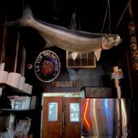 Asheville Yacht Club - Asheville Dive Bar - Stuffed Fish