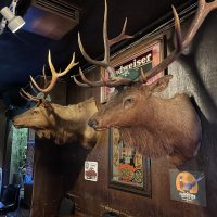 Swiss Buda - Sacramento Dive Bar - Mounted Deer